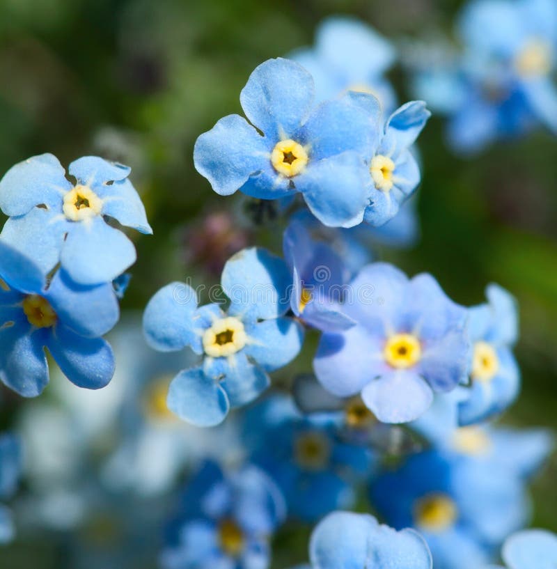 Forget-me-not