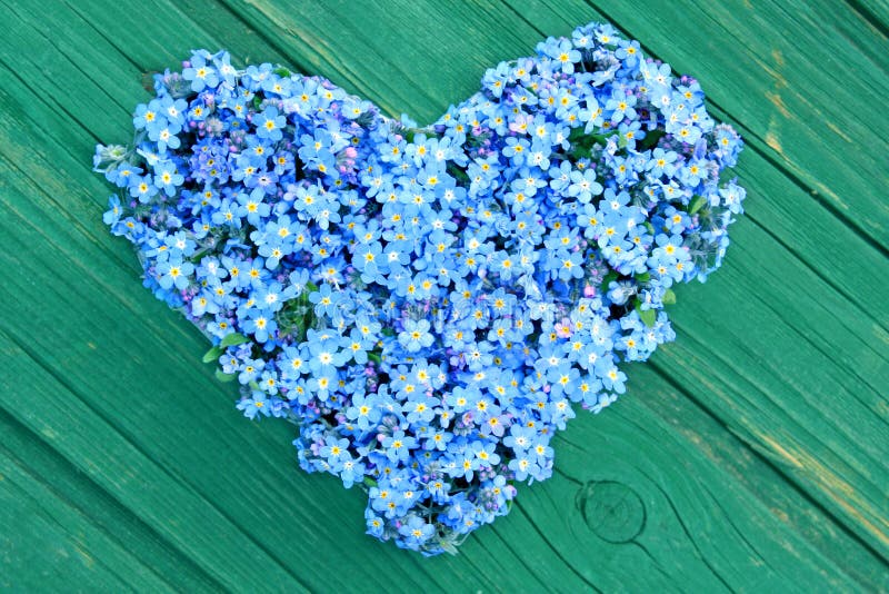 Forget Me Not, Small Flowers In The Shape Of A Heart Stock Photo, Picture  and Royalty Free Image. Image 8171167.