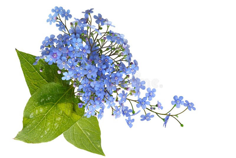 Forget Me Not Bouquet royalty free stock photo Forget Me Not Bouquet royalty free stock photo