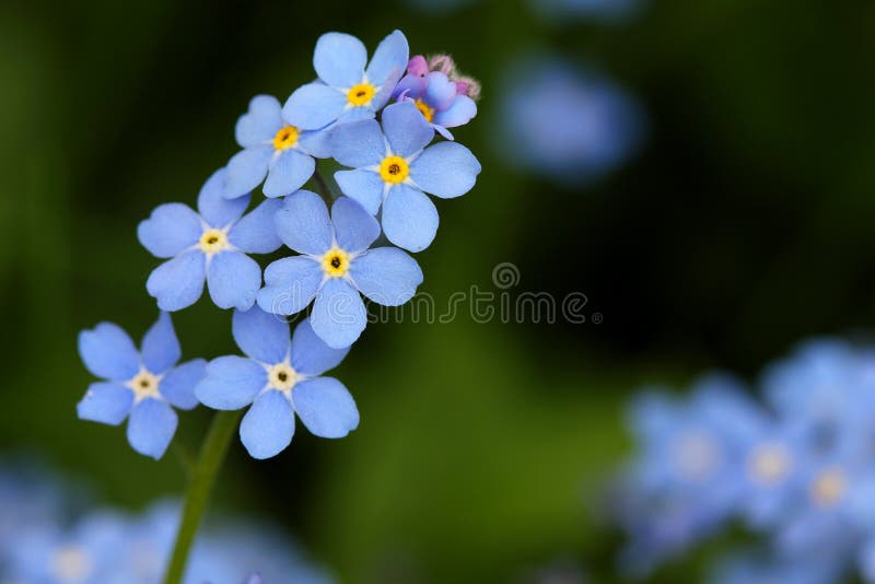 flowers stock image. Image of alaska, buds 2255015
