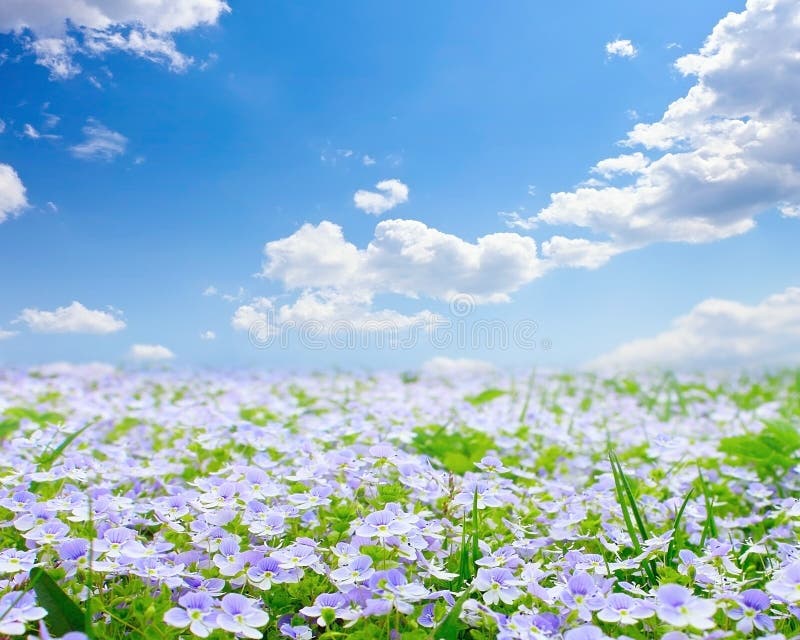 Forget-me-not field