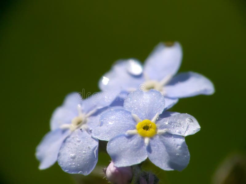 flowers stock image. Image of alaska, buds 2255015