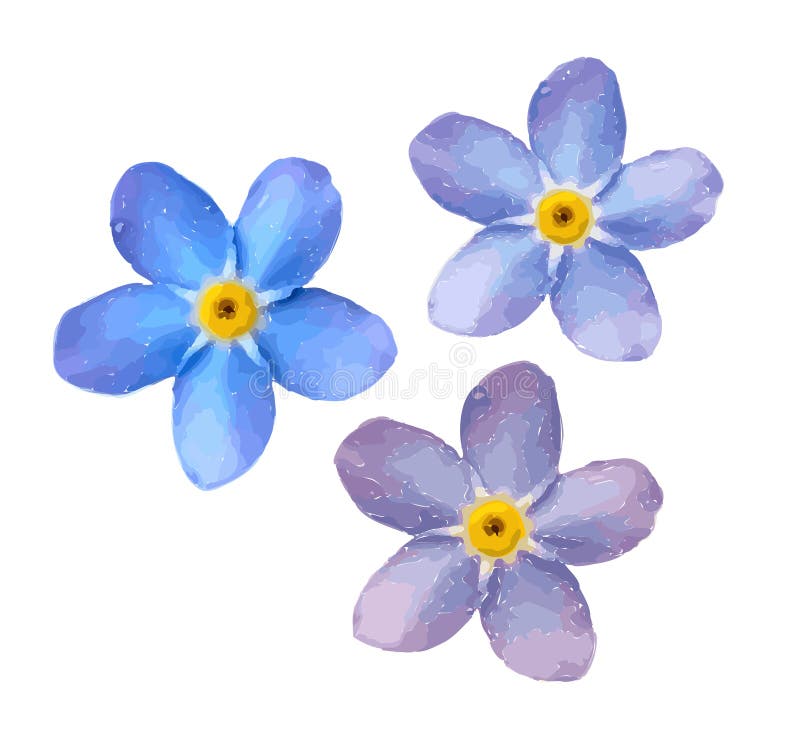 Forget me not flower isolated on white background. Blue and pink bloom. Illustration.