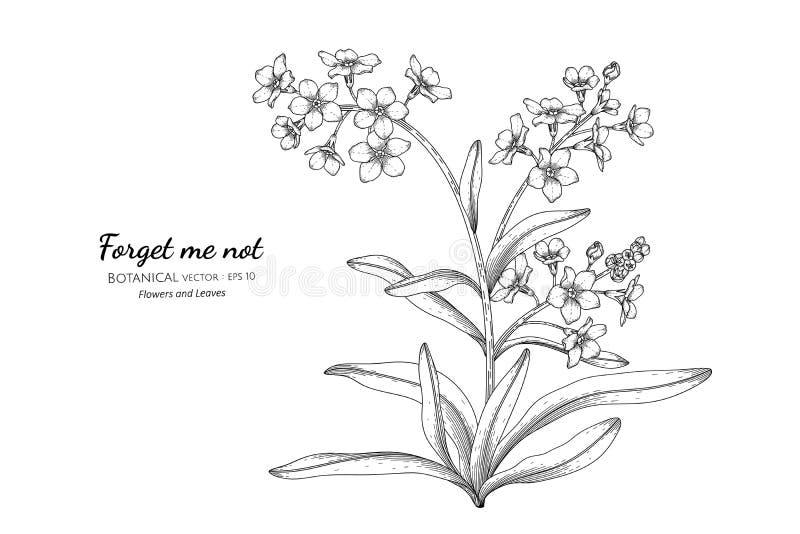 Flower Drawing Forget Me Not Stock Illustrations 1 154 Flower Drawing Forget Me Not Stock Illustrations Vectors Clipart Dreamstime Flower Drawing Forget Me Not Stock Illustrations 1 154 Flower Drawing Forget Me Not Stock Illustrations Vectors Clipart Dreamstime