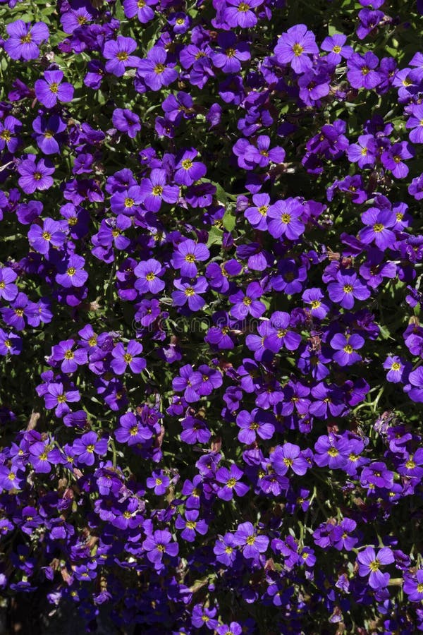 Forget Me Not Flower Purple Stock Image - Image of plant, purple: 72208637