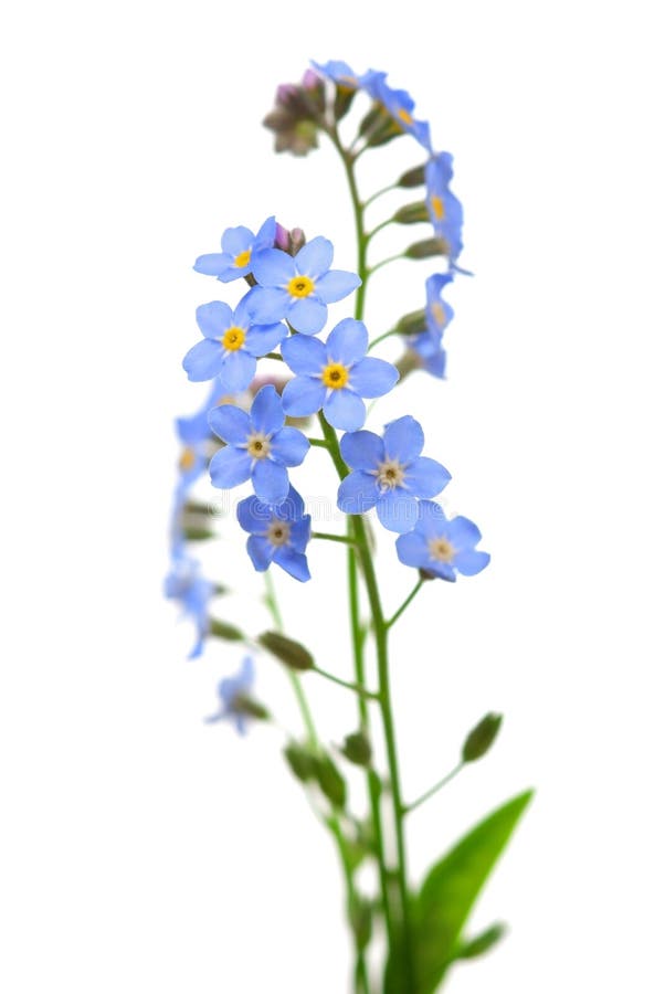 Forget Me Not Flower On White Stock Image Image Of White Spring