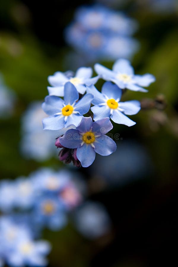 Forget-me-not flowers