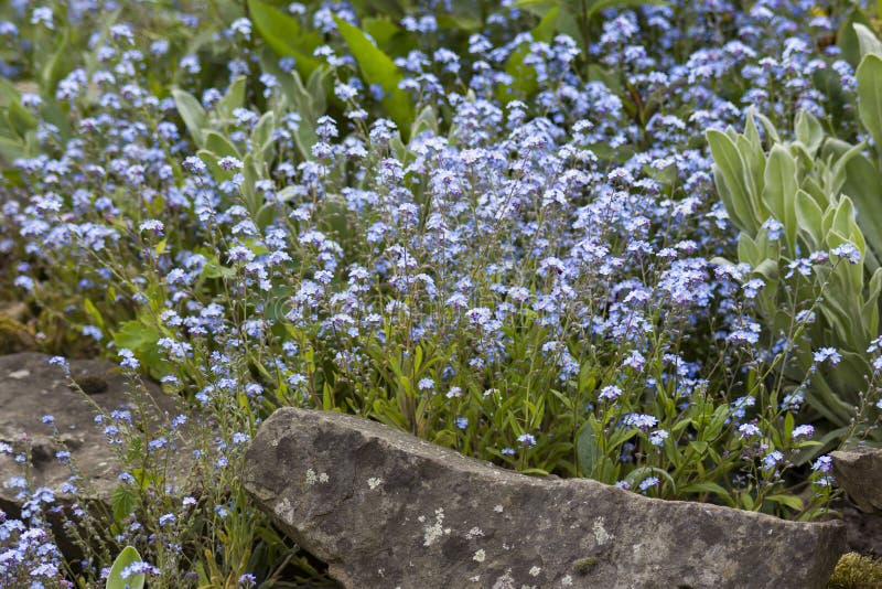Flowers Close Up Stock Image Image of wild, petal