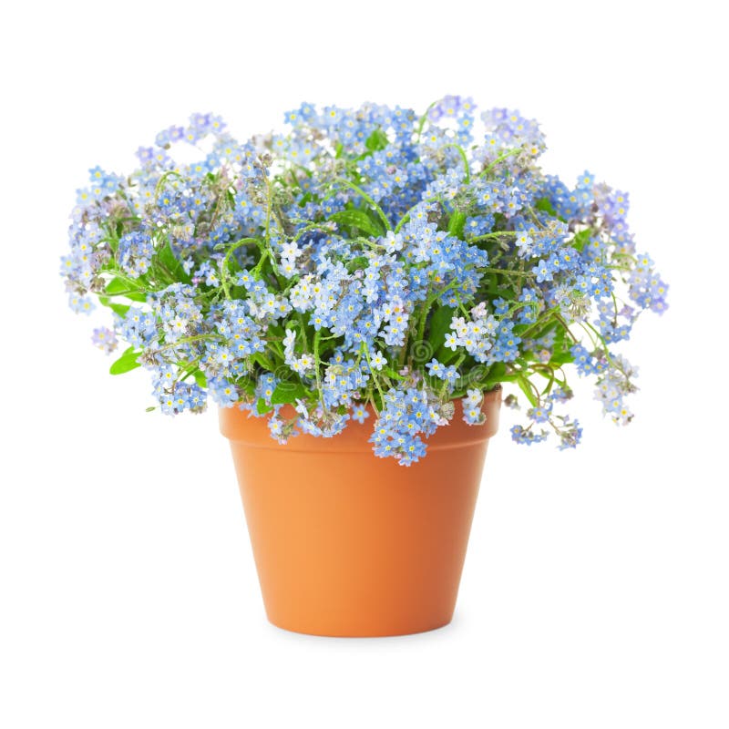 Flowers In Pot Stock Photo Image of bloom, blossom