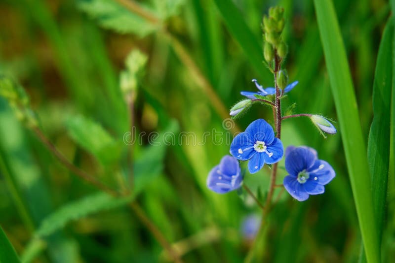 Forget-me-not Myosotis in the meadow