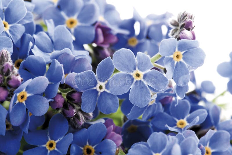 2 artificielle forget-me-pauvres-bleu pâle fleurs de printemps-myosotis sylvatica 