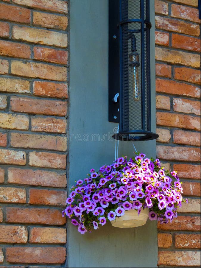 Forget-me-not and a ray of sunshine against a brick wall Odessa, Ukraine - July 2019 royalty free stock image Forget-me-not and a ray of sunshine against a brick wall Odessa, Ukraine - July 2019 royalty free stock image