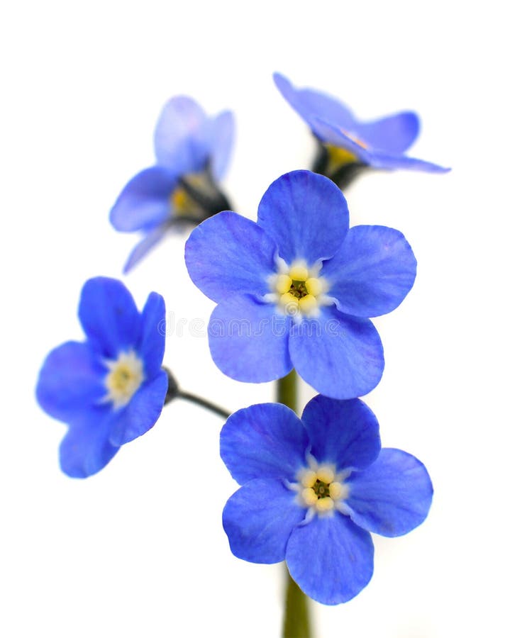 Forget-me-not Victoria Blue Flower Isolated on White