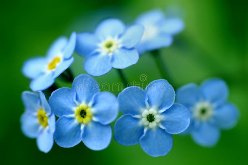 Forget-Me-Nots royalty free stock images