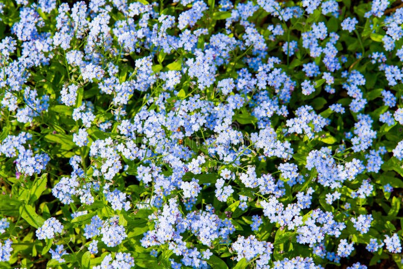 Forget-me-nots flowers stock photo. Image of pretty - 146401630