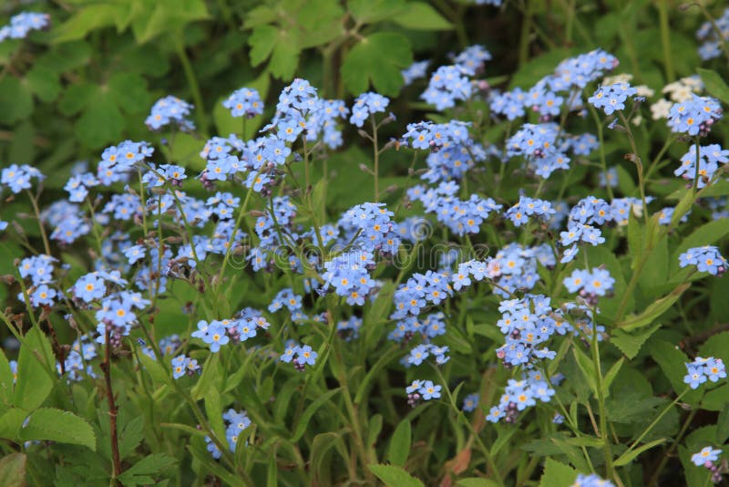 Forget Me Not Seeds Spilled Seed Stock Photo 1362026297
