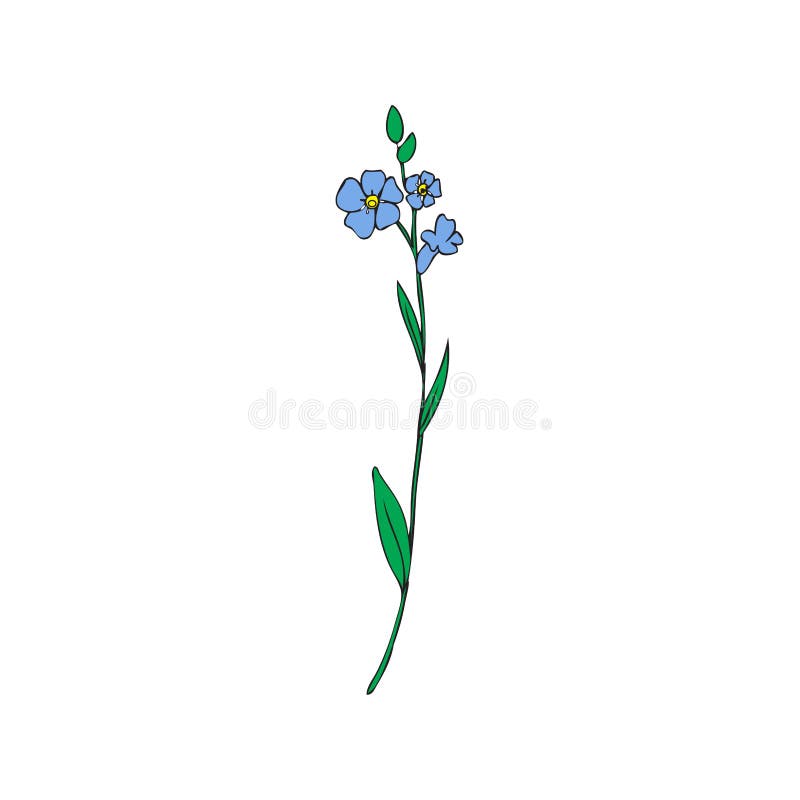 剪影勿忘草 勿忘我草 库存例证 插画包括有墨水 脆弱 唯一 例证 没有 浪漫 开花 钮扣眼上插的花 剪影勿忘草 勿忘我草 库存例证 插画包括有墨水 脆弱 唯一 例证 没有 浪漫 开花 钮扣眼上插的花