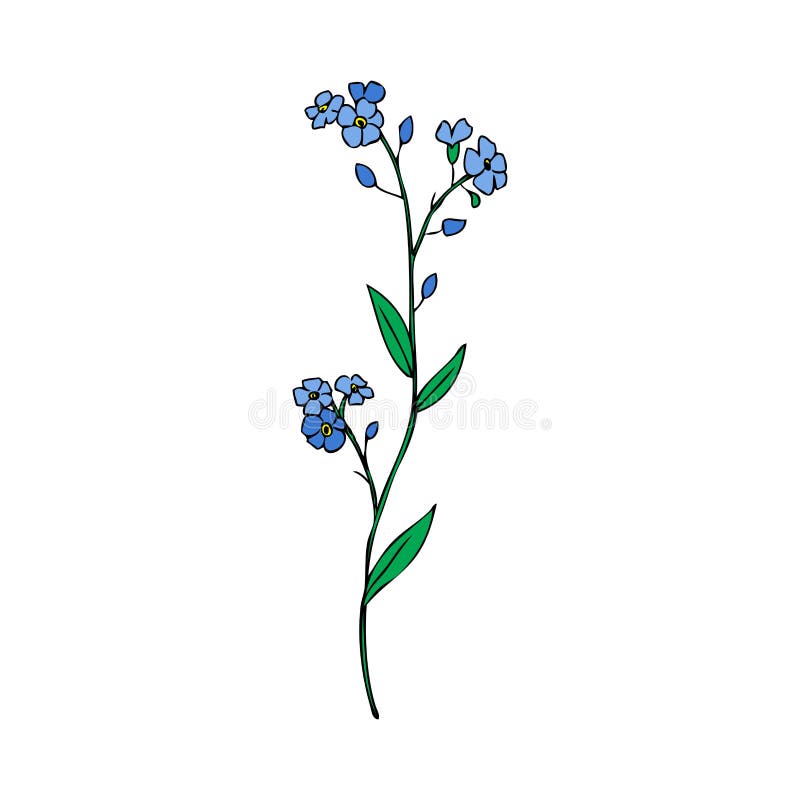 剪影勿忘草 勿忘我草 库存例证 插画包括有墨水 脆弱 唯一 例证 没有 浪漫 开花 钮扣眼上插的花 剪影勿忘草 勿忘我草 库存例证 插画包括有墨水 脆弱 唯一 例证 没有 浪漫 开花 钮扣眼上插的花
