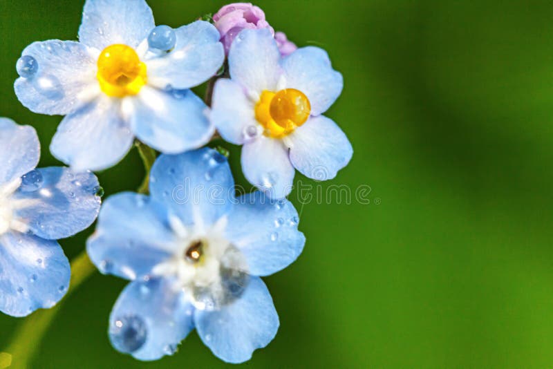 在春季的美丽的野草花forgetmenot勿忘我花盛开 宏观蓝色花朵的关闭与雨水库存照片 图片包括有绿色 生活