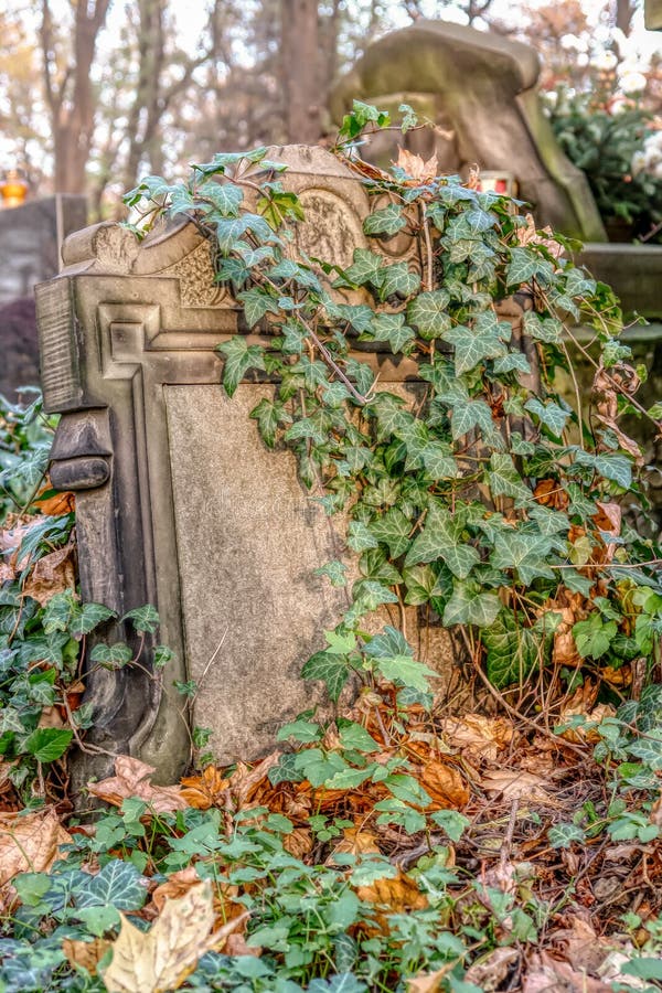 Image result for gravestone vine covered