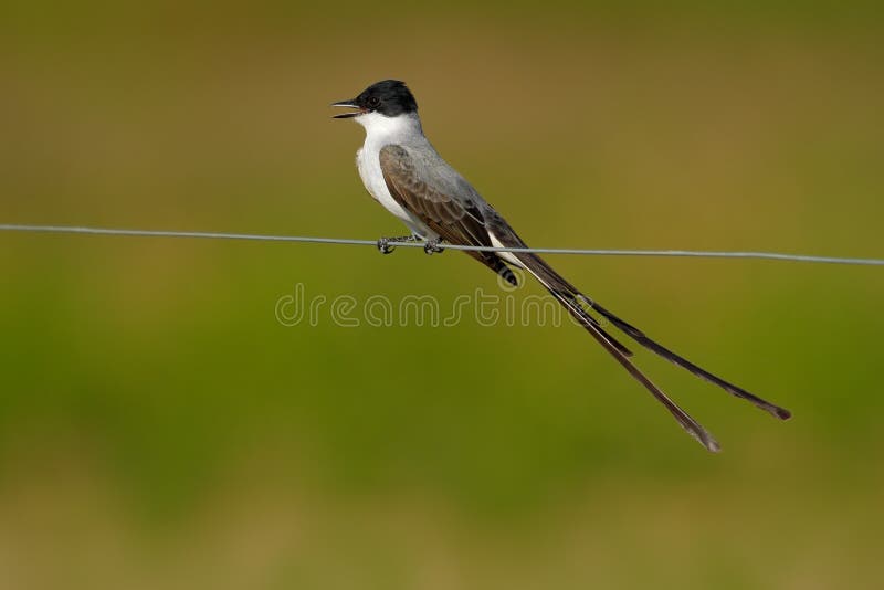 Fork-tailed Flycatcher, Tyrannus savana, black, gray and white bird with very long tail, Pantanal, Brazil stock photography