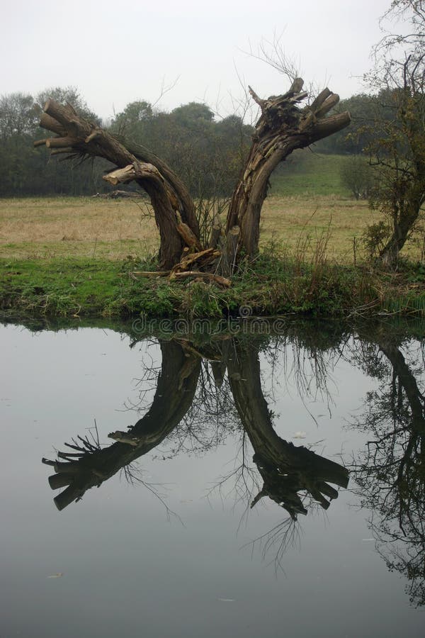 Recently pollarded forked willow alongside river with reflection of the tree in the still river. Recently pollarded forked willow alongside river with reflection of the tree in the still river.