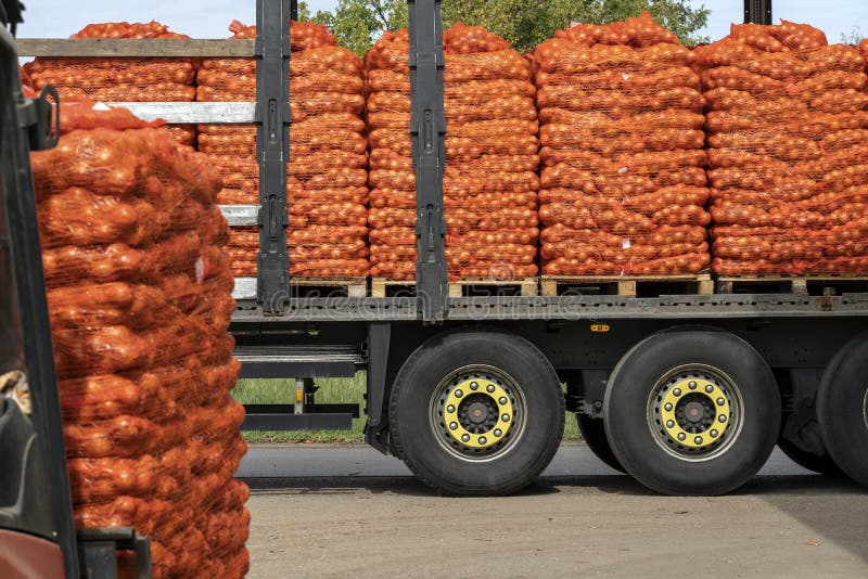 Fresh onions in package stock photo. Image of mesh, edible - 25055116