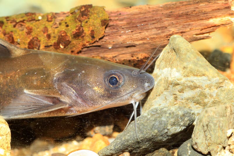 Forktail bullhead catfish stock image. Image of forktail 44264787