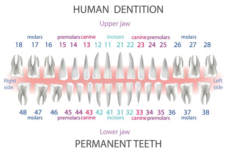 Dental And Periodontal Charting