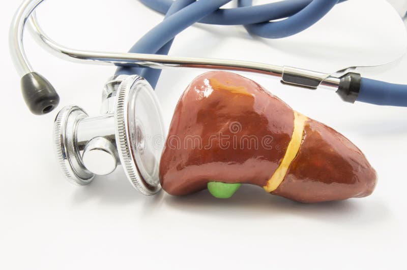 The anatomical volume shape of human liver, which examines the stethoscope. Concept photo to indicate the determination of liver function, laboratory tests, diagnosis, treatment of liver diseases. The anatomical volume shape of human liver, which examines the stethoscope. Concept photo to indicate the determination of liver function, laboratory tests, diagnosis, treatment of liver diseases