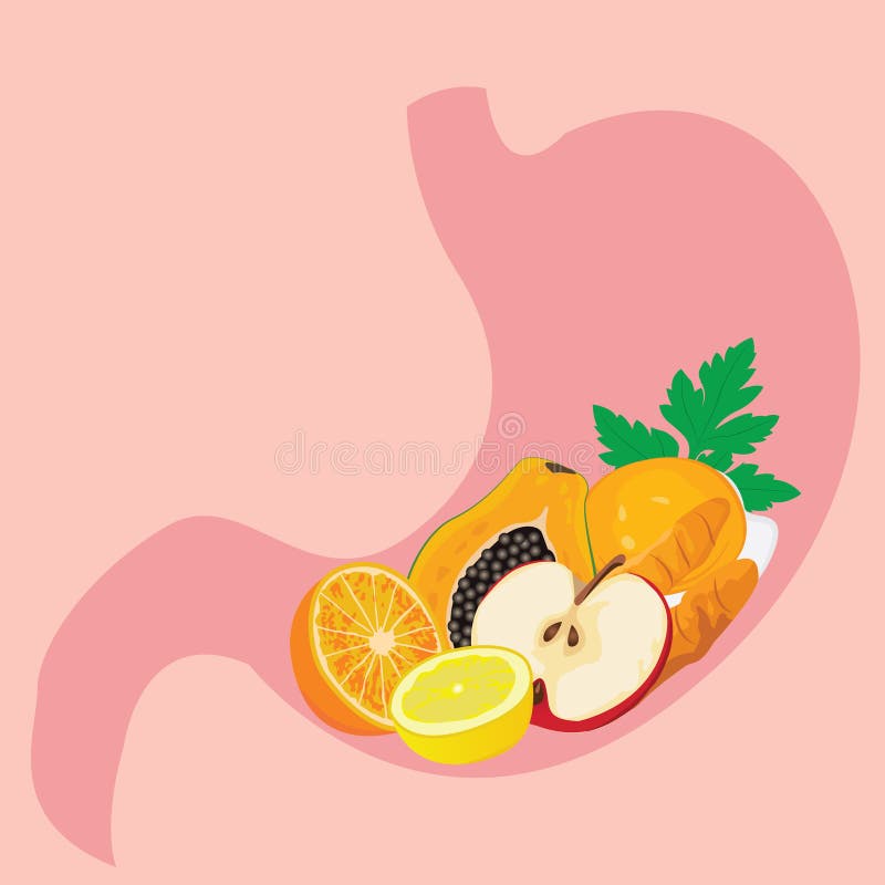 Forma del estómago por completo del meel sano Concepto sano de la digestión stock de ilustración Forma del estómago por completo del meel sano Concepto sano de la digestión stock de ilustración
