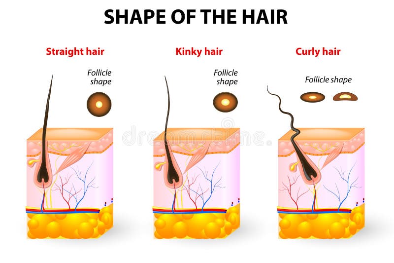 Forma del pelo y de la anatomía del pelo