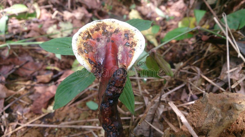 Forma di cobra fungo velenoso su un albero morto fotografie stock libere da diritti