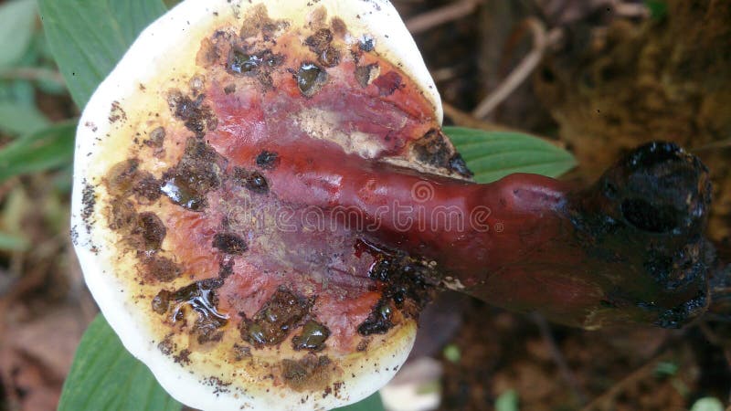 Forma di cobra fungo velenoso su un albero morto. Questo fungo a forma di cobra multicolore è stato catturato nella nostra tenuta da tè