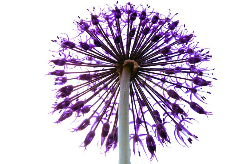 Forma a forma di stella del globo degli ornamenti del capolino rotondo ornamentale dell'allium immagine stock Forma a forma di stella del globo degli ornamenti del capolino rotondo ornamentale dell'allium immagine stock