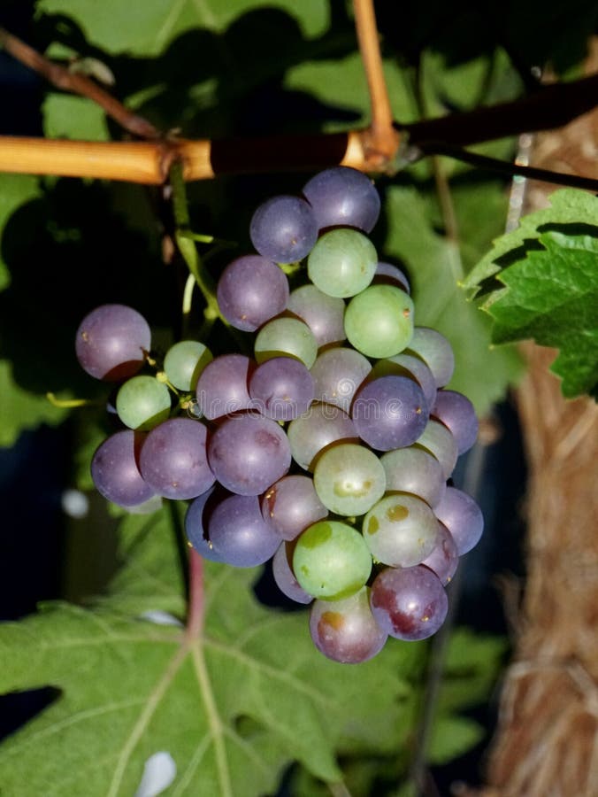Forma fresca di uva rossa e verde appesa all'albero immagini stock libere da diritti Forma fresca di uva rossa e verde appesa all'albero immagini stock libere da diritti