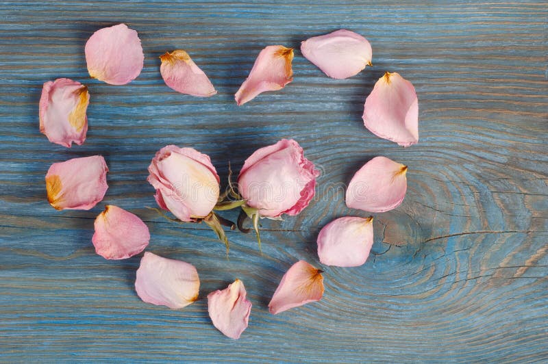 Forma rosa del cuore di rappresentazione dei petali rosa con due capolini dentro sul bordo di legno blu immagini stock libere da diritti Forma rosa del cuore di rappresentazione dei petali rosa con due capolini dentro sul bordo di legno blu immagini stock libere da diritti