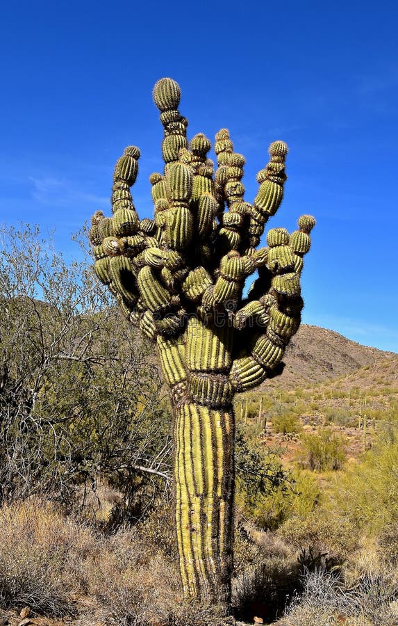 Forma única del árbol del cactus en un desierto foto de archivo Forma única del árbol del cactus en un desierto foto de archivo