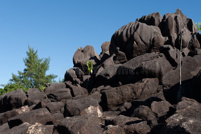 Formaci?n de piedra de la lava en el arbusto en el parque natural de isla del curieuse, Seychelles imagen de archivo libre de regalías Formaci?n de piedra de la lava en el arbusto en el parque natural de isla del curieuse, Seychelles imagen de archivo libre de regalías