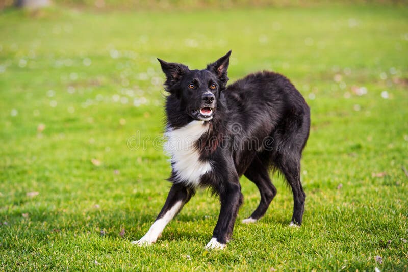 Formación de obediencia dod. Integrante del perro curioso del border collie que parece enfocado a seguir disfrutando de un día soleado y jugando con su amo