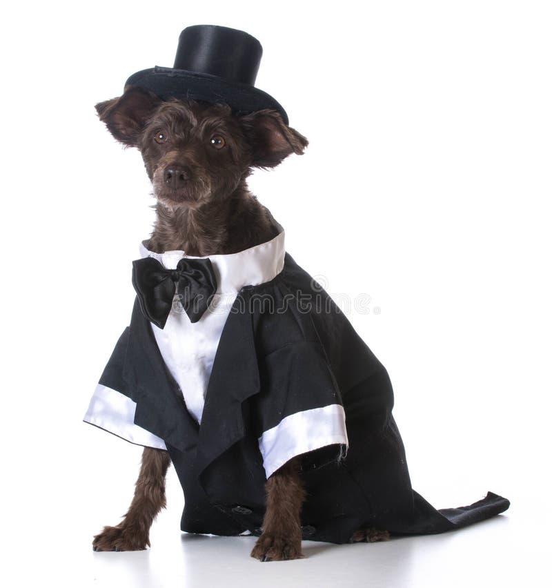 Rubies Costume Company Top Hat for Your Pet 