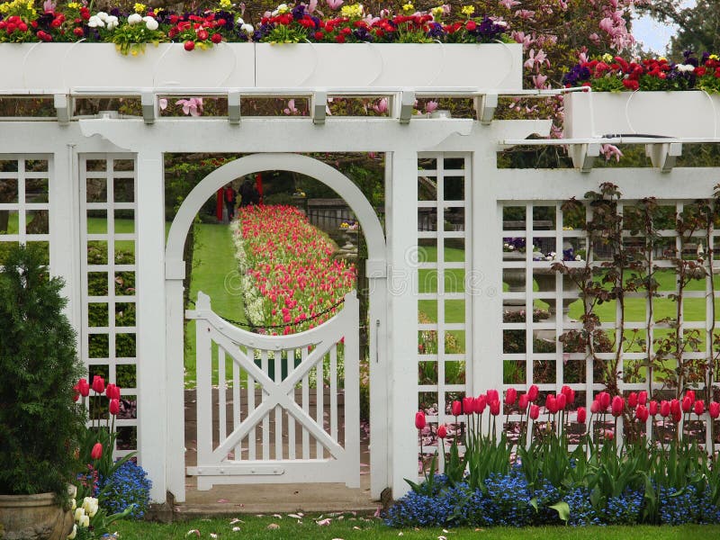 Bílý brána na formální zahrada jaro kvetoucí tulipány.