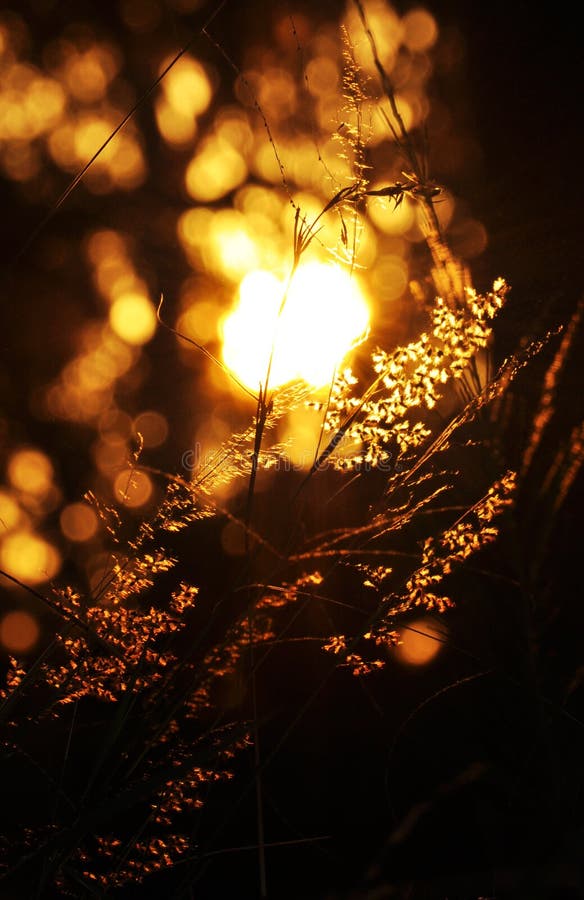 formas dappled de la luz del sol en fondo oscuro del bosque imagen de archivo libre de regalías formas dappled de la luz del sol en fondo oscuro del bosque imagen de archivo libre de regalías