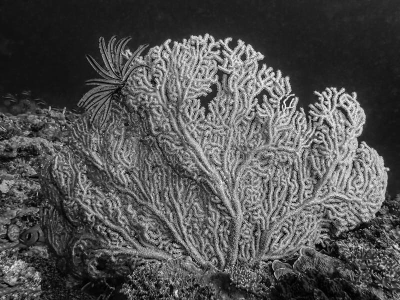Formas y texturas en el fan Coral Black de Gorgonian y blanco con la estrella de pluma fotos de archivo Formas y texturas en el fan Coral Black de Gorgonian y blanco con la estrella de pluma fotos de archivo