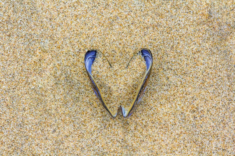 Hjärtformat mussel skal royaltyfri foto