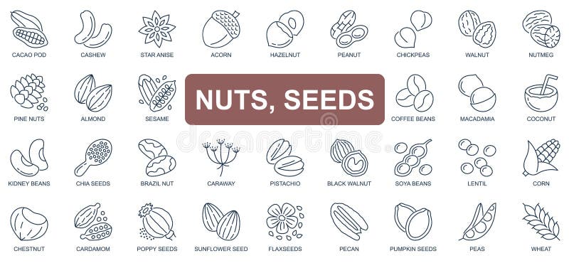 Formate linii simple pictograme pentru conceptul de fructe cu coajă și semințe. vector illustration