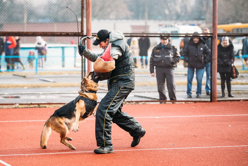 Formation De Dog De Berger Allemand Crabot Mordant Alsacien Wolf Dog