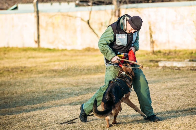 Formation De Dog De Berger Allemand Crabot Mordant Alsacien Wolf Dog