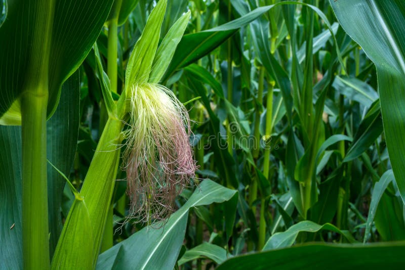A Young Corn Plant, on a Patch of Field Lit by the Sun Stock Photo