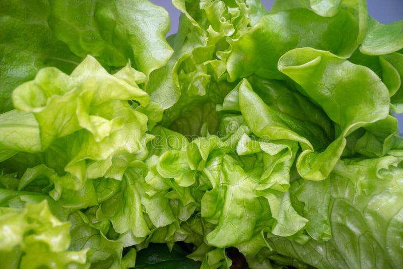 Forme astratte di foglie di lattuga verde Vista ravvicinata della foglia di insalata Agricoltura urbana, stile di vita sano fotografie stock libere da diritti Forme astratte di foglie di lattuga verde Vista ravvicinata della foglia di insalata Agricoltura urbana, stile di vita sano fotografie stock libere da diritti